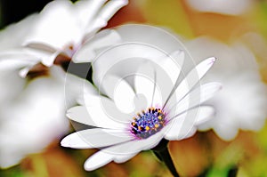 Macro close up white and purple South African daisies
