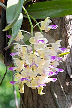 Macro close-up of wild orchid purple, pink and white flowers.