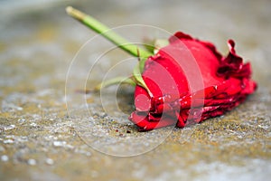 Macro close-up of withering dying red rose