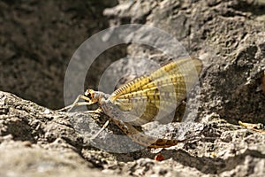 Macro close up of a wonderful insect like a spider or fly or beetle on a leaf in beautiful nature