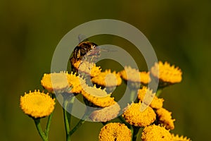 Macro close up of a wonderful insect like a spider or fly or beetle on a leaf in beautiful nature