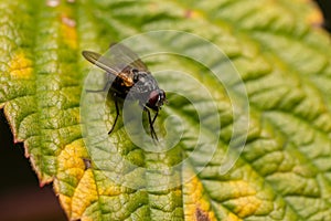 Macro close up of a wonderful insect like a spider or fly or beetle on a leaf in beautiful nature