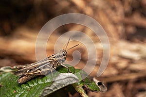 Macro close up of a wonderful insect like a spider or fly or beetle on a leaf in beautiful nature