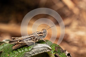 Macro close up of a wonderful insect like a spider or fly or beetle on a leaf in beautiful nature