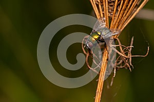 Macro close up of a wonderful insect like a spider or fly or beetle on a leaf in beautiful nature