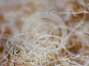 Close Up Of Wool Using Macro Lens Lumix Camera