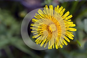 macro close up of yellow dandelion flower Taraxacum officinale plant in March