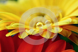 Macro close up of yellow gerbera with rain drops on the petals of the flower