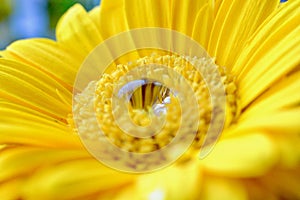 Macro close up of yellow gerbera with rain drops on the stamen at the centre of the flower