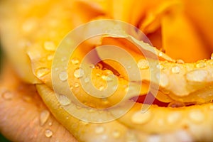 Macro close up on yellow orange rose with dew drops