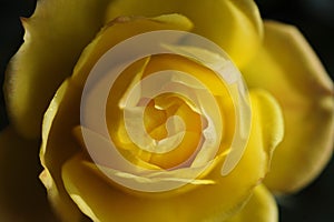 A macro close up of a yellow rose bud.