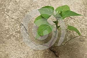 Macro Close up from a young small green flower plant growing out of cement stone, Java, Indonesia