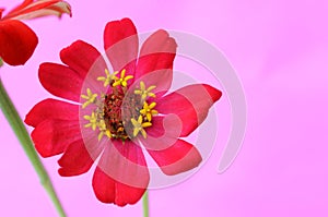 Macro close up of Zinnia flower on pink backgrounds