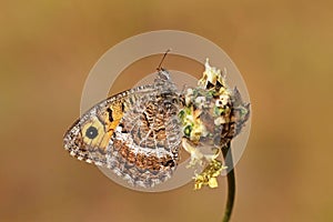  falso Junio mariposa  mariposas de irán 