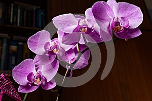 Macro closeup of a beautiful bright pink blue purple dendrobium orchid flower branch plant with green leaves isolated on white