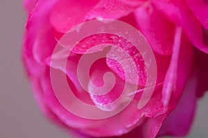 Macro Closeup pink China rose in gray background