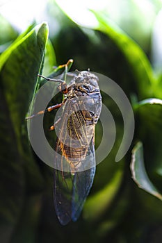 Cicada take a rest on a leaf