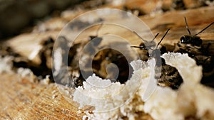 Macro closeup of bee hive with detail of honeycomb. Bees at beehive. Bees swarm close-up.