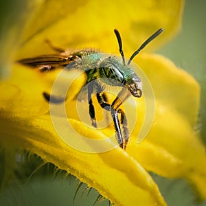 Bicolored metallic green sweat bee (Agapostemon virescens) cleaning its tongue