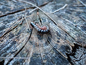 Macro closeup of black millipede on wood