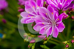 Macro closeup of blooming Lewisia cotyledon flowers with green leaves