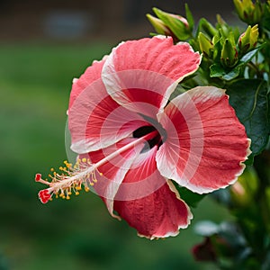 Macro closeup of blossoming hibiscus, nature background