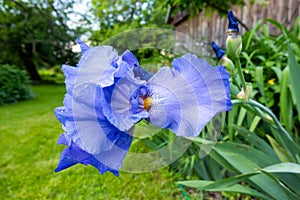 Macro Closeup of blue Bearded iris, Iris Barbata