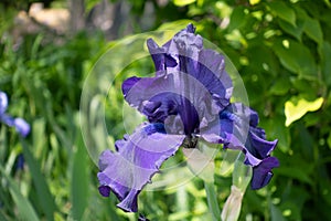 Macro Closeup of blue Bearded iris, Iris Barbata