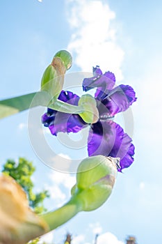 Macro Closeup of blue Bearded iris, Iris Barbata