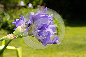 Macro Closeup of blue Bearded iris, Iris Barbata