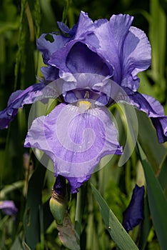 Macro Closeup of blue Bearded iris, Iris Barbata