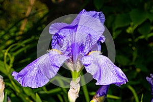 Macro Closeup of blue Bearded iris, Iris Barbata