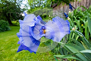 Macro Closeup of blue Bearded iris, Iris Barbata photo