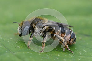 Macro closeup of a blue-eyed female Spined Mason Bee, Osmia spinulosa, solitary bee on green leaf background
