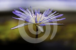 A macro closeup blue purple water lily is floating