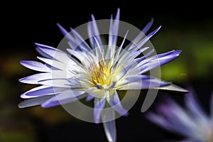 A macro closeup blue purple water lily under the sun