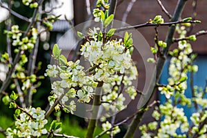 Macro closeup of a branch filled with white flowers, organic fruit tree during spring season photo