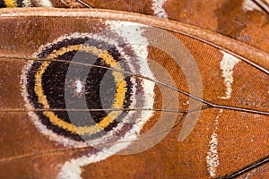 Macro closeup of brown butterfly wing texture background pattern.