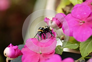 Macro closeup Bumblebee gathering nectar