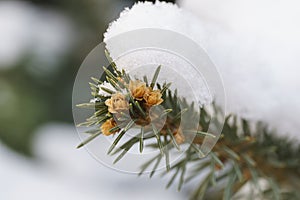 macro closeup bunch of small growing cones growing on a branch of a Christmas tree with needles covered with snow