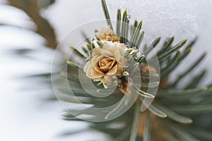 macro closeup bunch of small growing cones growing on a branch of a Christmas tree with needles covered with snow