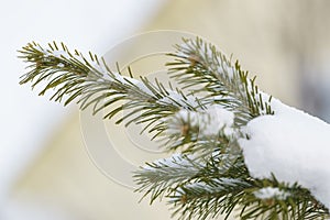 macro closeup bunch of small growing cones growing on a branch of a Christmas tree with needles covered with snow