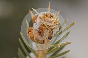 macro closeup bunch of small growing cones growing on a branch of a Christmas tree with needles covered with snow