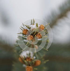 macro closeup bunch of small growing cones growing on a branch of a Christmas tree with needles covered with snow