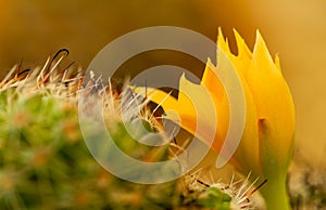 Macro closeup of cactus flower