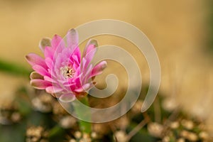 Macro closeup of cactus flower