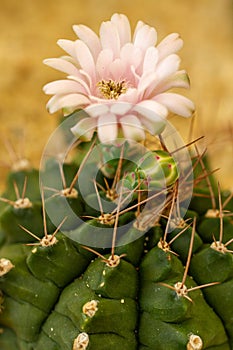 Macro closeup of cactus flower