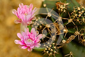 Macro closeup of cactus flower