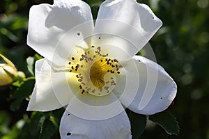Macro closeup of cherokee rose rosa laevigata with white petals and yellow pollen