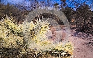 Macro closeup of cholla cactus needles